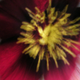Image for article titled Zoom Photo Challenge Gallery 2